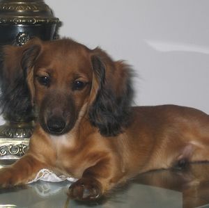 Meet your Posher, Anna